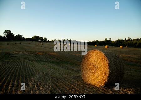 Rolle des Weizens in offenem vor kurzem geschnittenem Weizenfeld mit Sonne scheint. Stockfoto