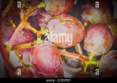 red grame berries macro image with vignette. Some berries are overriped Stockfoto