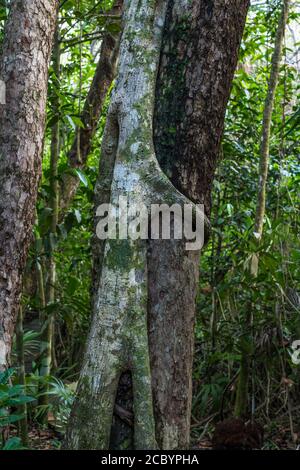 Im tropischen Regenwald des UNESCO-Weltbiosphärenreservats Sian Ka'an in Quintana Roo, Mexiko, umhüllt eine Feigenschnur einen Baum. Stockfoto