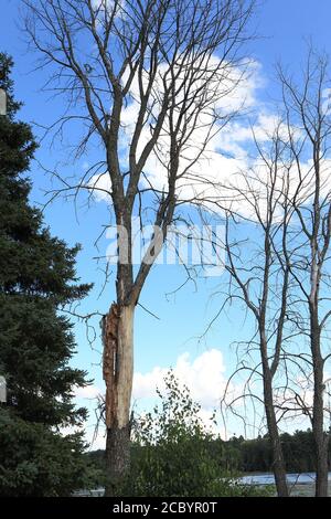 Eine Ulme, die von der niederländischen Ulmenkrankheit getötet wurde, Kanada Stockfoto