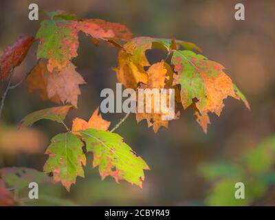 Hell Grün, Braun, Rot und Orange farbige amerikanische Eiche (Quercus rubra) Blätter im Herbst Saison Stockfoto