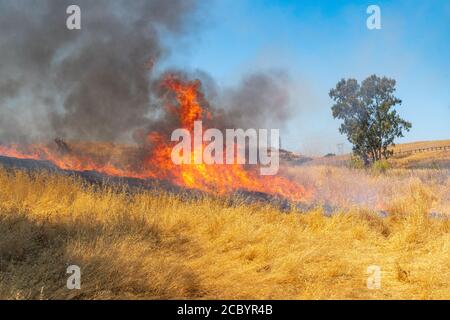 Wildfeuer wütet über Graswiese in Kalifornien Stockfoto