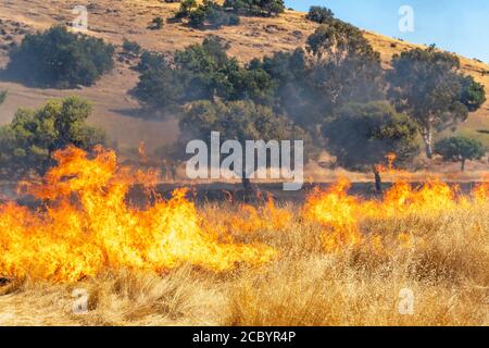 Wildfeuer wütet über Graswiese in Kalifornien Stockfoto