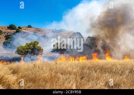 Wildfeuer wütet über Graswiese in Kalifornien Stockfoto