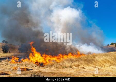 Wildfeuer wütet über Graswiese in Kalifornien Stockfoto