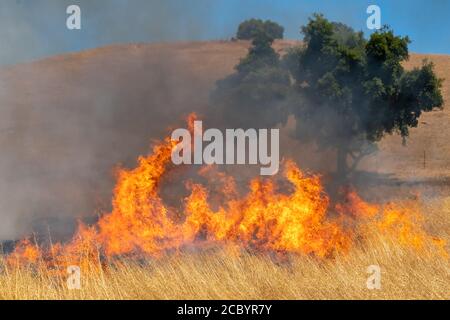 Wildfeuer wütet über Graswiese in Kalifornien Stockfoto