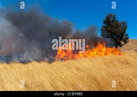 Wildfeuer wütet über Graswiese in Kalifornien Stockfoto