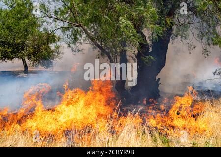 Wildfeuer wütet über Graswiese in Kalifornien Stockfoto