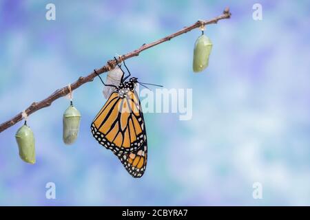 Monarch Butterfly, Danaus plexippuson, taucht aus Chrysalis trocknet Flügel neben drei anderen Chrysalis blau Hintergrund Porträt Stockfoto