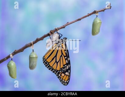 Monarch Butterfly, Danaus plexippuson, taucht aus Chrysalis trocknet Flügel neben drei anderen Chrysalis blau Hintergrund Porträt Stockfoto