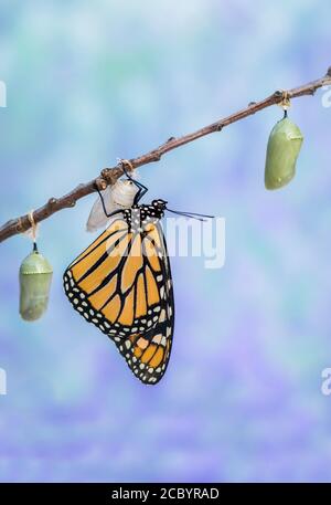 Monarch Butterfly, Danaus plexippuson, taucht aus Chrysalis trocknet Flügel blauen Hintergrund Porträt Stockfoto