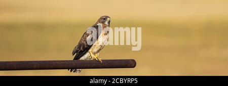 Swainsons Falke Buteo Swainsoni sitzt auf einem rostigen Pfosten Stockfoto