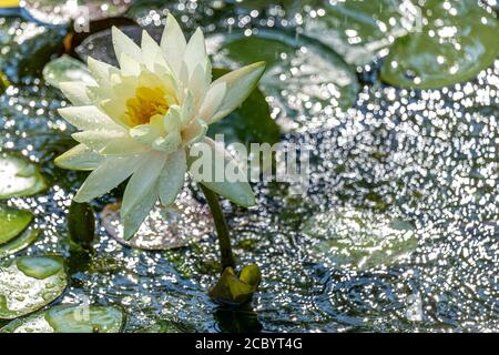 Eine Seerose in einem kleinen Teich Stockfoto