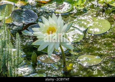 Eine Seerose in einem kleinen Teich Stockfoto