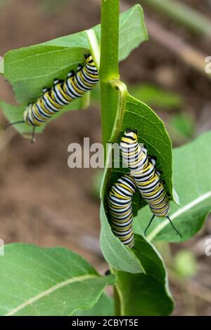 Monarch Raupen Schlemmen auf einer Milchkrautpflanze Stockfoto