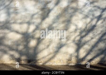 Beton Wand Textur Hintergrund mit Baum Schatten und grobe grafische Muster. Stockfoto