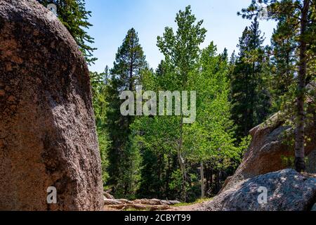 Aspen und Felsformation im Staunton State Park Stockfoto