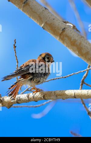 Der amerikanische Kestrel Falco sparverius ist der kleinste Falke Nordamerikas. Stockfoto