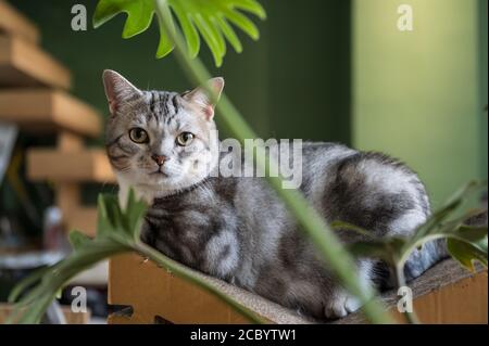Amerikanische Kurzhaarkatze, die auf dem Bauch ruht Stockfoto