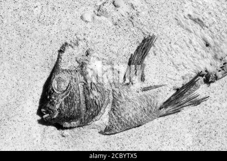 Dead Fish am Strand. Oktober. 2009. Fingerköpfe. New South Wales. Australien. Stockfoto