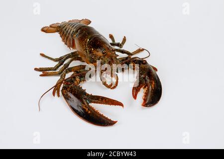Braun großen lebenden Hummer auf weißem isolierten Hintergrund. Stockfoto