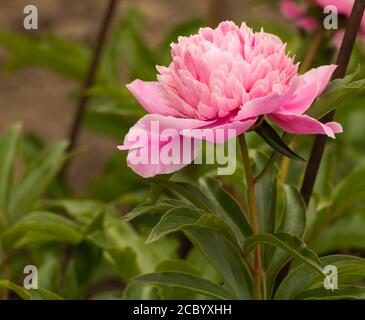 Duftende Pfingstrosen blühen in rosa schönen Blüten Stockfoto