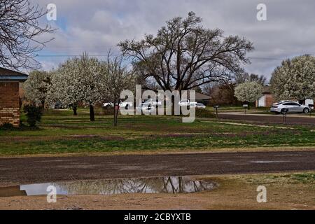 City Street mit blühenden Bäumen, Canyon, Texas. Stockfoto