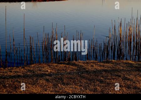 Frühe Sonne und Reflexionen von Cattail Control Burn Remains, South East City Park Public Fishing Lake, Canyon, Texas. Stockfoto