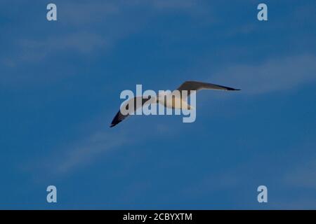 Ringbilled Seagul fliegen über South East City Park Public Fishing Lake, Canyon, Texas Stockfoto