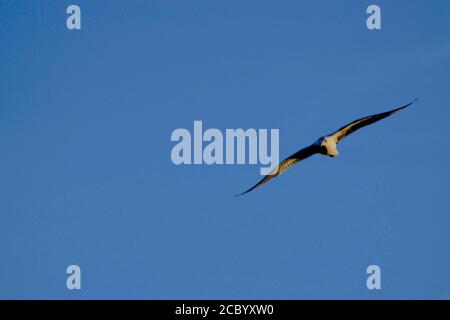 Ringbilled Seagul fliegen über South East City Park Public Fishing Lake, Canyon, Texas Stockfoto