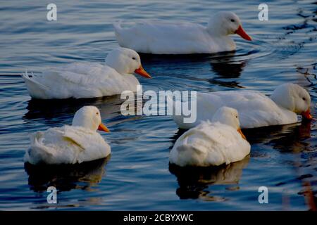 Zahme Wasservögel, Enten und Gänse, South East City Park öffentlicher Angelsee, Canyon, Texas. Stockfoto