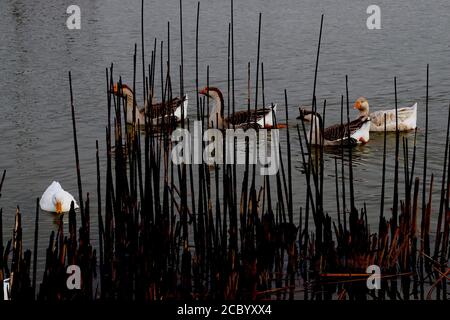 Zahme Wasservögel, Enten und Gänse, South East City Park öffentlicher Angelsee, Canyon, Texas. Stockfoto