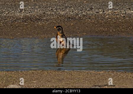 Spring Robin planscht in Rain Puddle, Canyon, Texas. Stockfoto