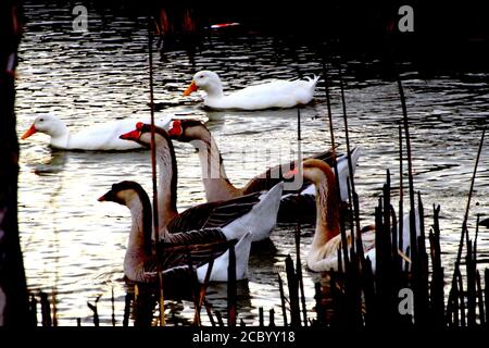 Zahme Wasservögel, Enten und Gänse, South East City Park öffentlicher Angelsee, Canyon, Texas. Stockfoto