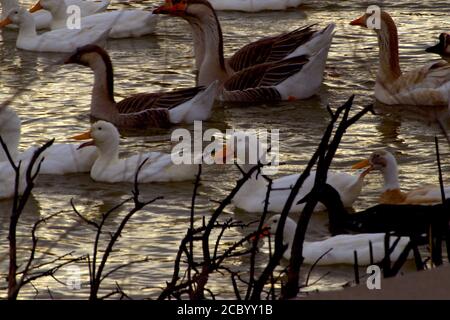 Zahme Wasservögel, Enten und Gänse, South East City Park öffentlicher Angelsee, Canyon, Texas. Stockfoto