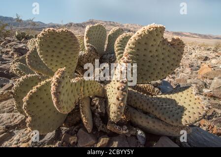 Der Beavertail Cactus (Opuntia basilaris) einer der Kakteen, die im Death Valley National Park, Kalifornien, überleben und wachsen können. Stockfoto