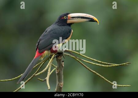 Blass-mandibled Aracari (Pteroglossus erythropygius), Bellavista, Süd-Ecuador 6 Dec 2017 Stockfoto