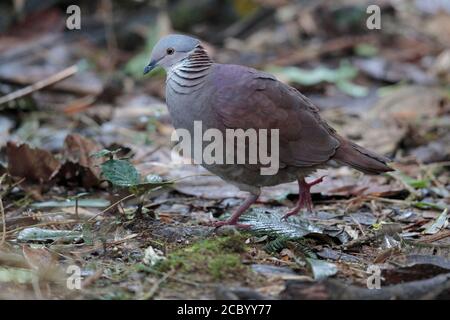 Weißkehlige Wachteltaube (Geotrygon frenata), Tapichalaca, Süd-Ecuador 12 Dec 2017 Stockfoto