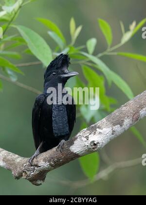 Langwattler Umbrellabird (Cephalopterus penduliger), Bellavista, Süd-Ecuador 5 Dec 2017 Stockfoto