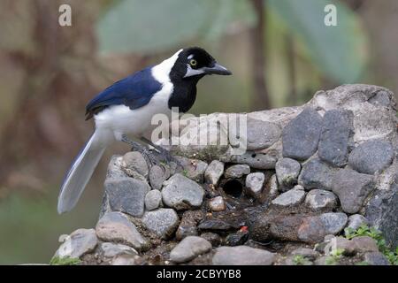 Weißschwanz Jay (Cyanocorax mystacalis), ein Erwachsener, Seitenansicht am Feeder, Jorupe, Süd-Ecuador, 3. Dezember 2017 Stockfoto