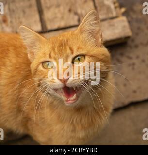 Eine lustige mähende Katze. Braune Katze sehr schön Stockfoto