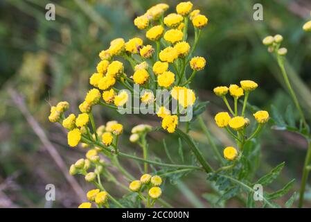 Tansy Tanacetum vulgare, goldene, bittere Knöpfe gelbe Blüten in Wiesenabtrennung selektiver Fokus Stockfoto