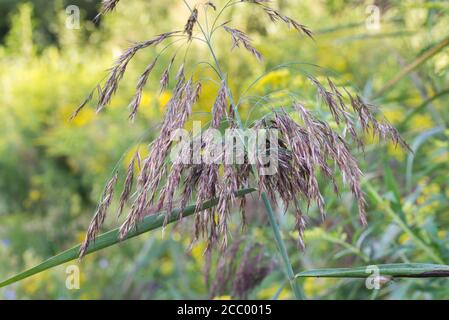 Phragmites australis, gemeine Schilfblüte am sonnigen Tag Nahaufnahme selektiver Fokus Stockfoto