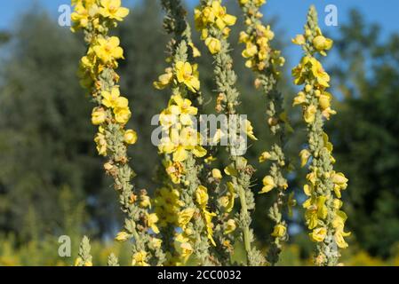 Verbascum densiflorum, denseflower Königskerze gelbe Blüten in Wiese Makro selektive Fokus Stockfoto