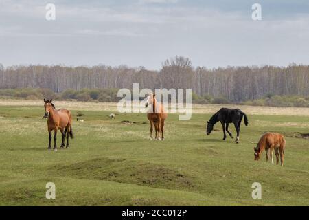 Im Frühjahr grasen 4 Pferde ruhig auf der Weide. Im Hintergrund ist ein Wald. Stockfoto
