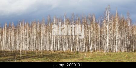 Blick auf einen Birkenhain an einem sonnigen Frühlingstag. Bewegungsunschärfe. Stockfoto