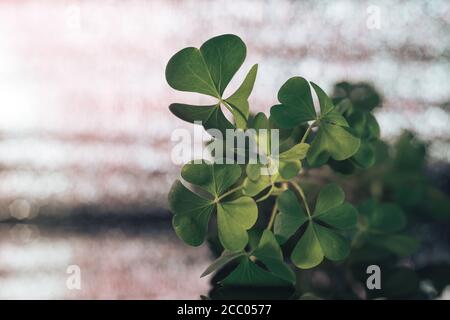 Schöner Klee auf einem Glastisch und silberner Bokeh Hintergrundstruktur. Makrofotografie. Stockfoto