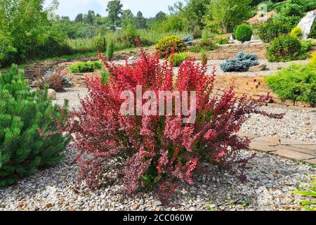 Sorte Thunbergs Berberitze (Berberis thunbergii 'Red Rocket') im felsigen Garten. Heller ornamentaler Busch mit lebhaften rot-burgunderroten Blättern, Fokus ist auf Stockfoto