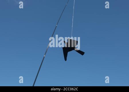 Telescopic Black Bird Scarer Fliegen über einem Gemüsegarten isoliert gegen einen hellen blauen Himmel Hintergrund in Rural Devon, England, Großbritannien Stockfoto