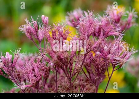 Nahaufnahme des lila blühenden Sweet Joe-Pye Unkrauts (Eutrochium pureum) Wächst wild auf einer sonnigen nordamerikanischen Präriewiese Stockfoto